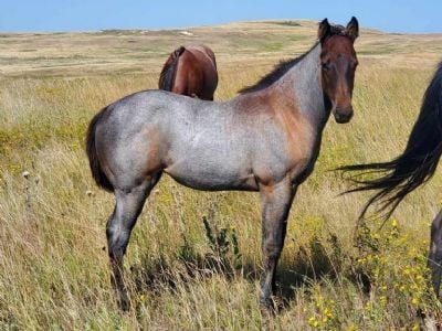 Haumea Bartender JW <BR> AQHA 6370878
